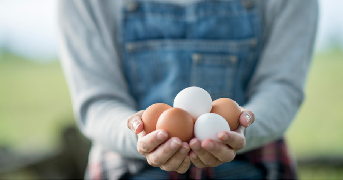 Australorp egg laying rate